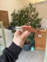Couteau forme éclipse en fibre de lin compressé